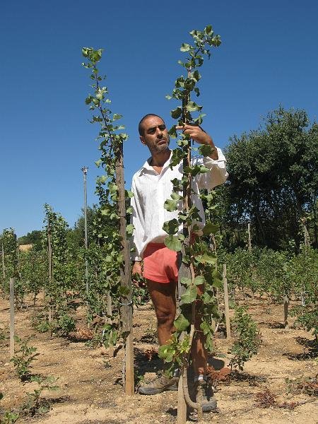 Planta injertada variedad kerman (2)